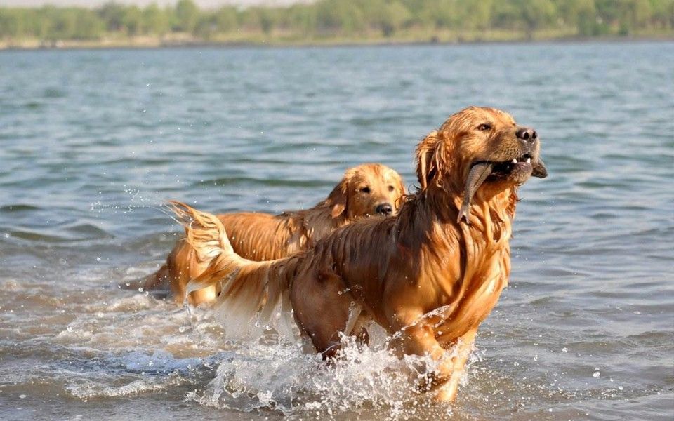 当狗子会抓鱼是一种怎样的体验?网友:从此以卖鱼为生住上了别墅