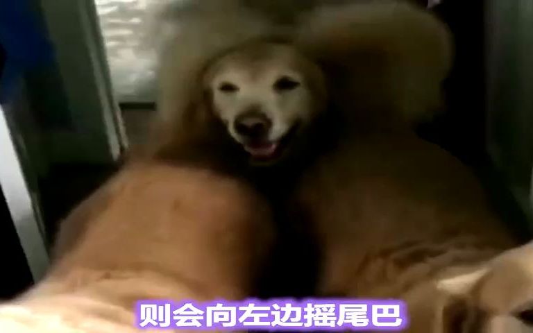 狗狗摇尾巴的各种含义,你知道吗哔哩哔哩bilibili