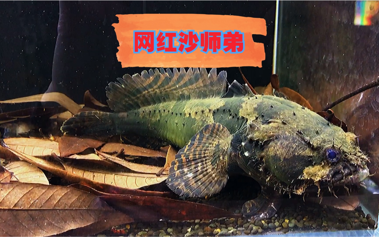 【水族店的新晋网红|沙师弟】难以形容你的可爱之处哔哩哔哩bilibili