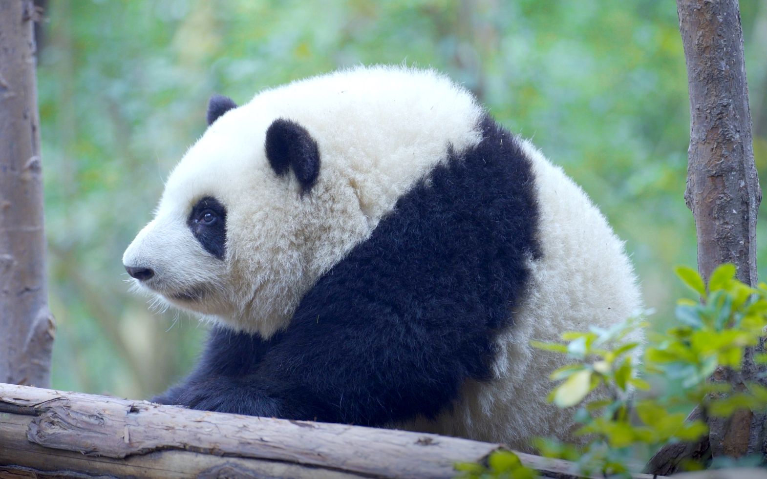 大熊猫惊呆和花飞跑神奇女侠这就是你的bgm