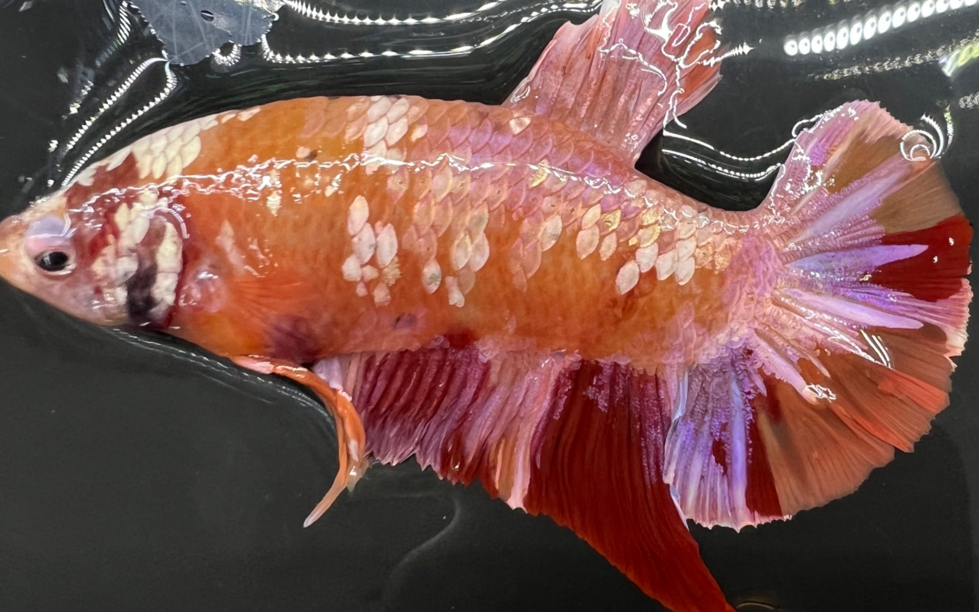 【暗黑水族】橙色尼莫金属巨斗将军公鱼 带粉色_哔哩哔哩_bilibili