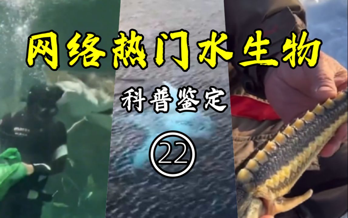 [图]鉴定网络热门水生物视频【22】