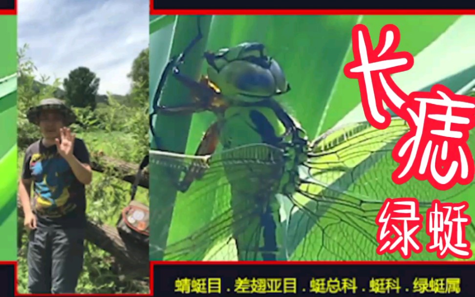 021【长痣绿蜓·雌】这两张照片,已经是我倾其所有和喜出望外了呢!