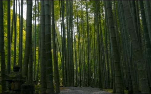 【白噪音】盛夏无人的深山寺院 竹林深处 清风吹拂 在竹径通幽处冥想打坐 感受内心的平静 清空思绪 净化心灵|风声 鸟鸣声哔哩哔哩bilibili