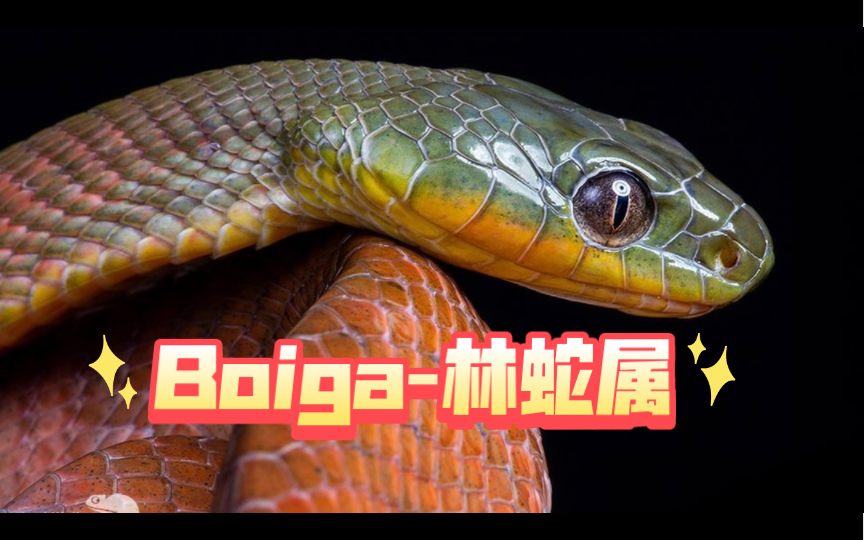 【图鉴】Boiga林蛇属哔哩哔哩bilibili