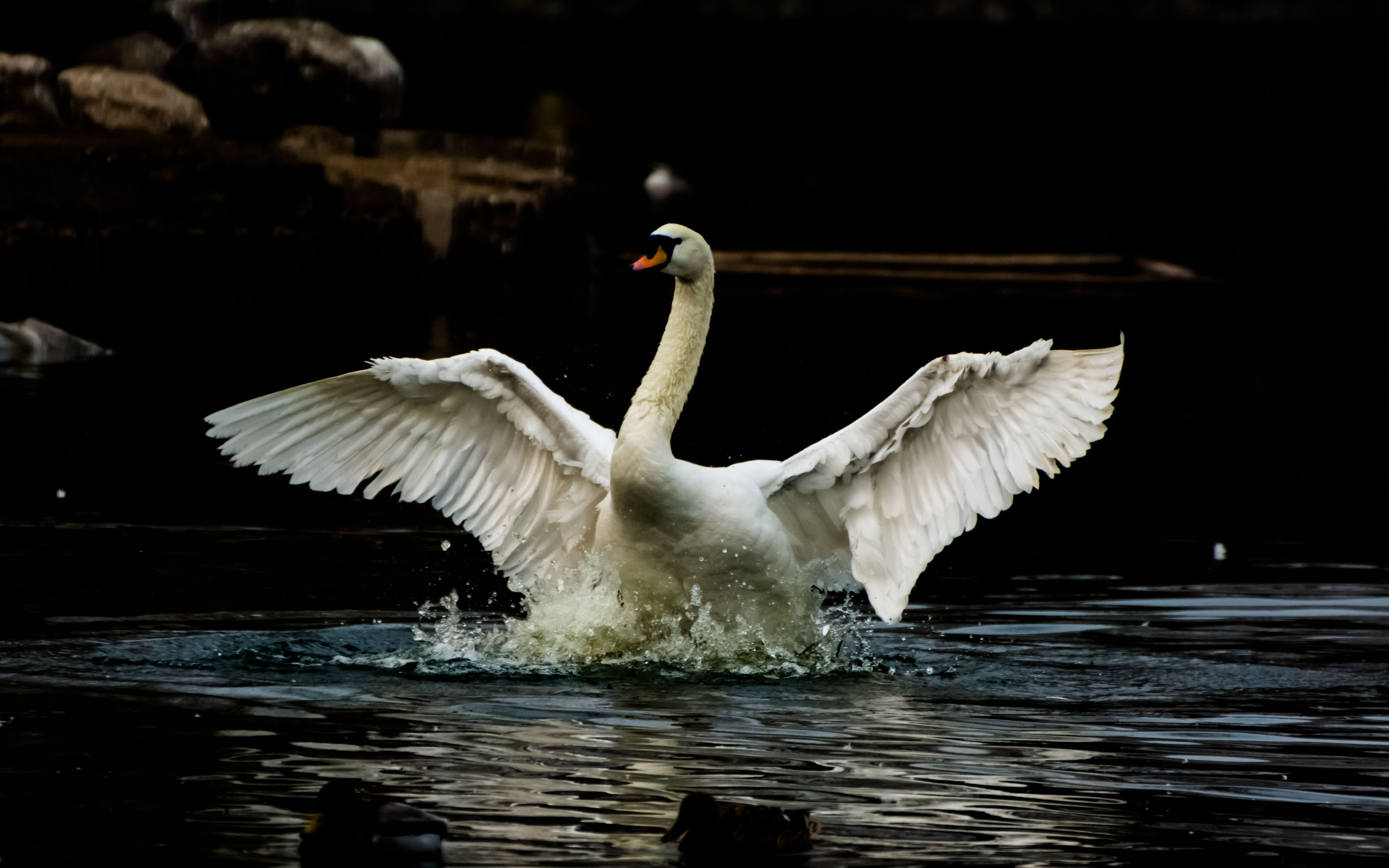 两只天鹅在水面翩翩起舞