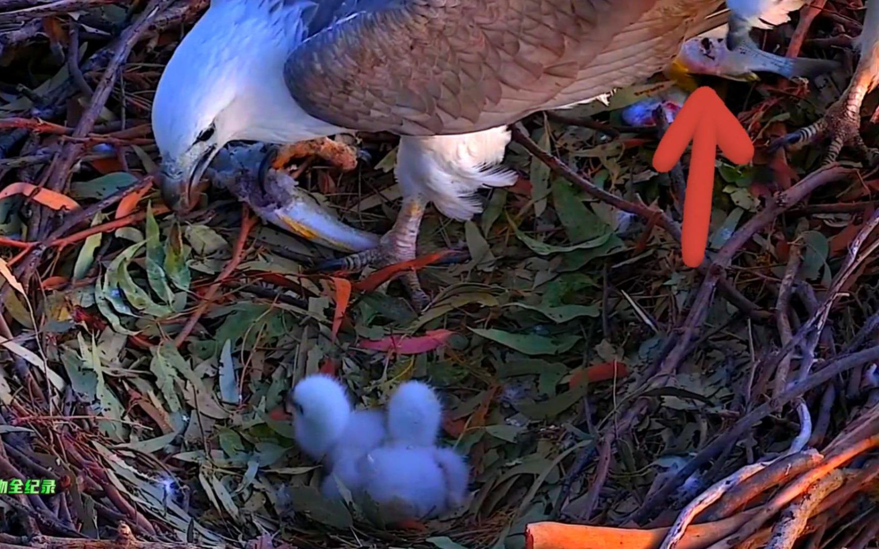 雕妈正在给幼崽们喂食,雕爸又带回一条鲜美的鱼,小雕们好幸福!