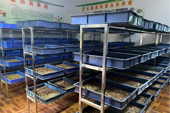 养蛋白虫一年赚几万钱 养蛋白虫的前景