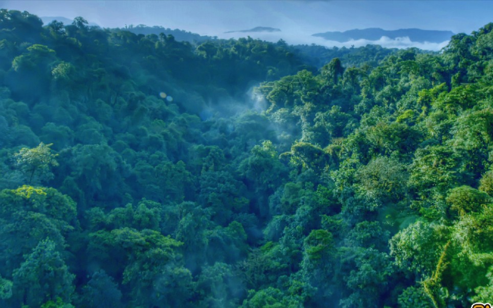 [图]【4K HDR】HDR下原始森林的精彩瞬间，这宽容度，带劲了