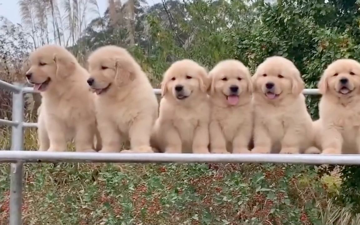 茶杯犬小狗狗三个月金毛犬胶北视频小小宠物笼的