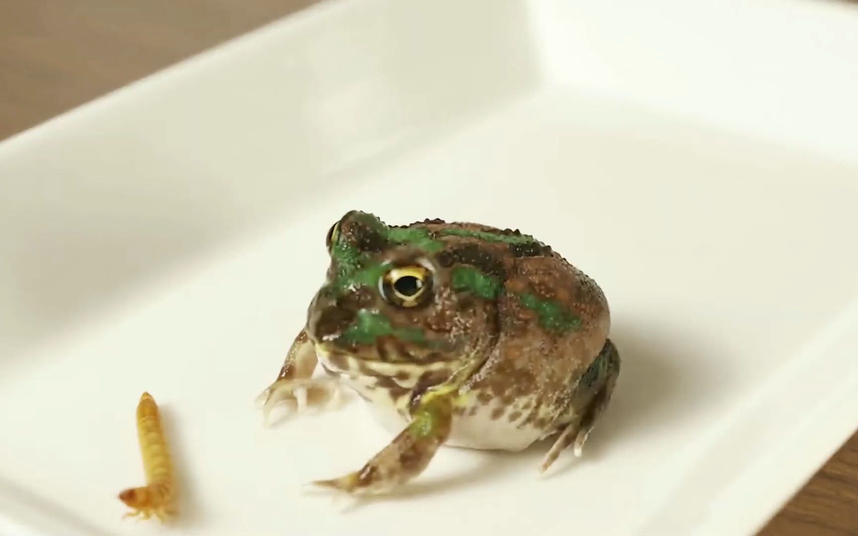 呆萌牛牛的一顿饭~ #牛蛙 #搞笑 #呆萌 #逗比