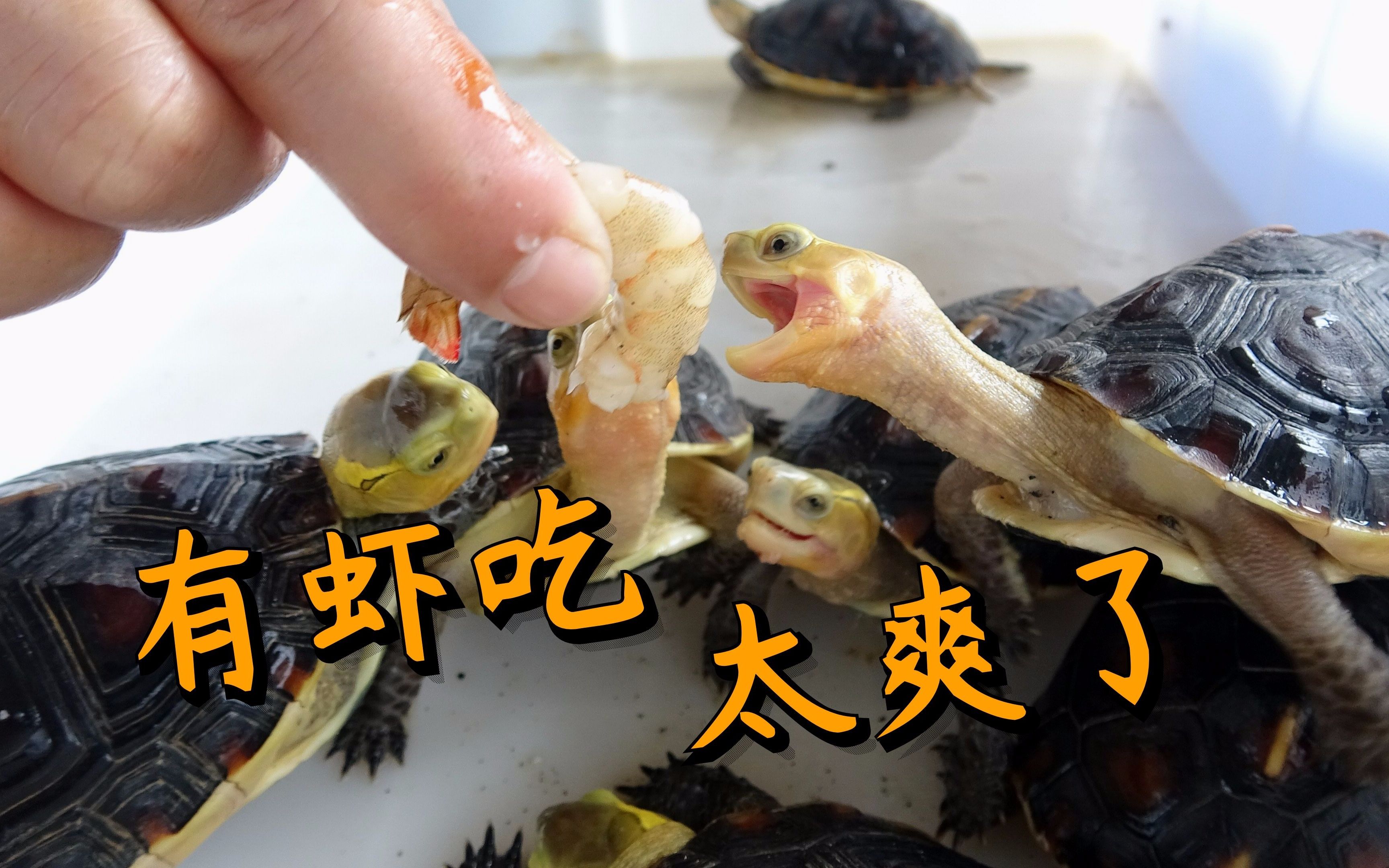 老林用虾喂乌龟,乌龟们狼吞虎咽,这吃食场面好过瘾