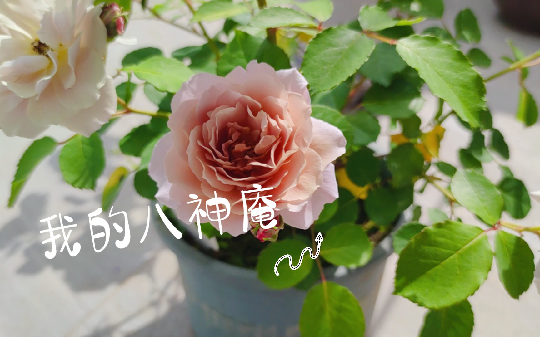 kuma植月季八神庵