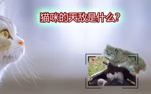 下载视频: 猫咪的天敌是什么？