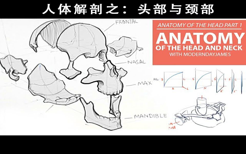 【齿轮独家译制】人体解剖:头部与颈部哔哩哔哩bilibili