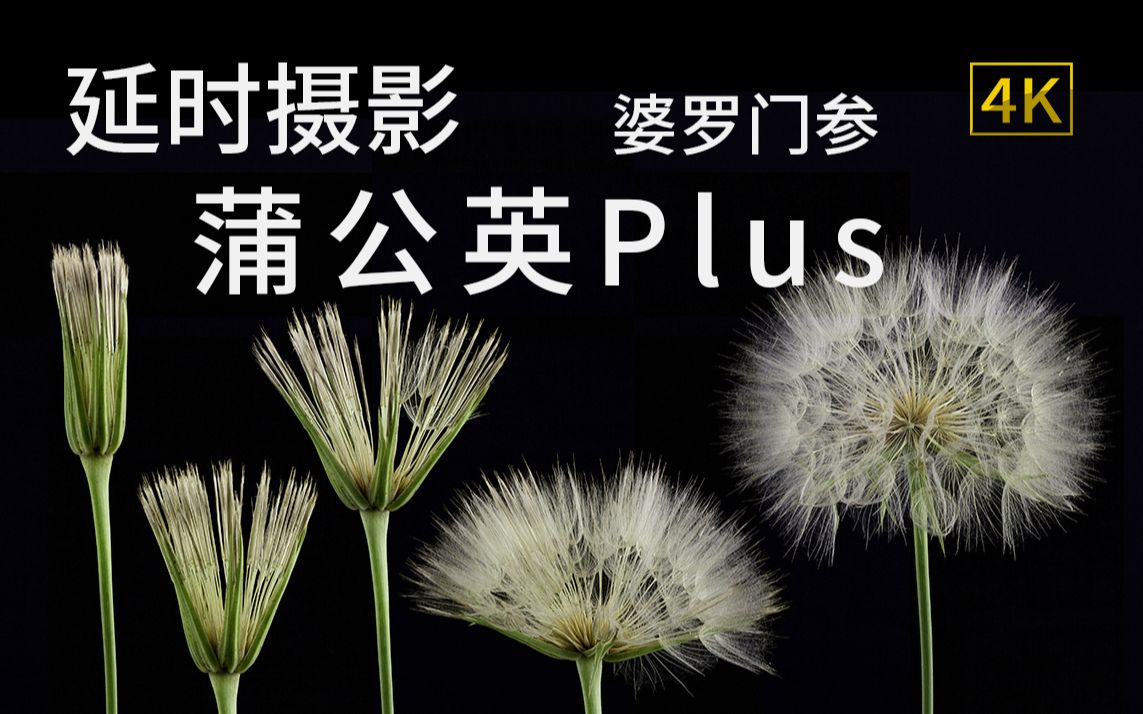 婆罗门参蒲公英plus冠毛绽放延时摄影【4K】哔哩哔哩bilibili