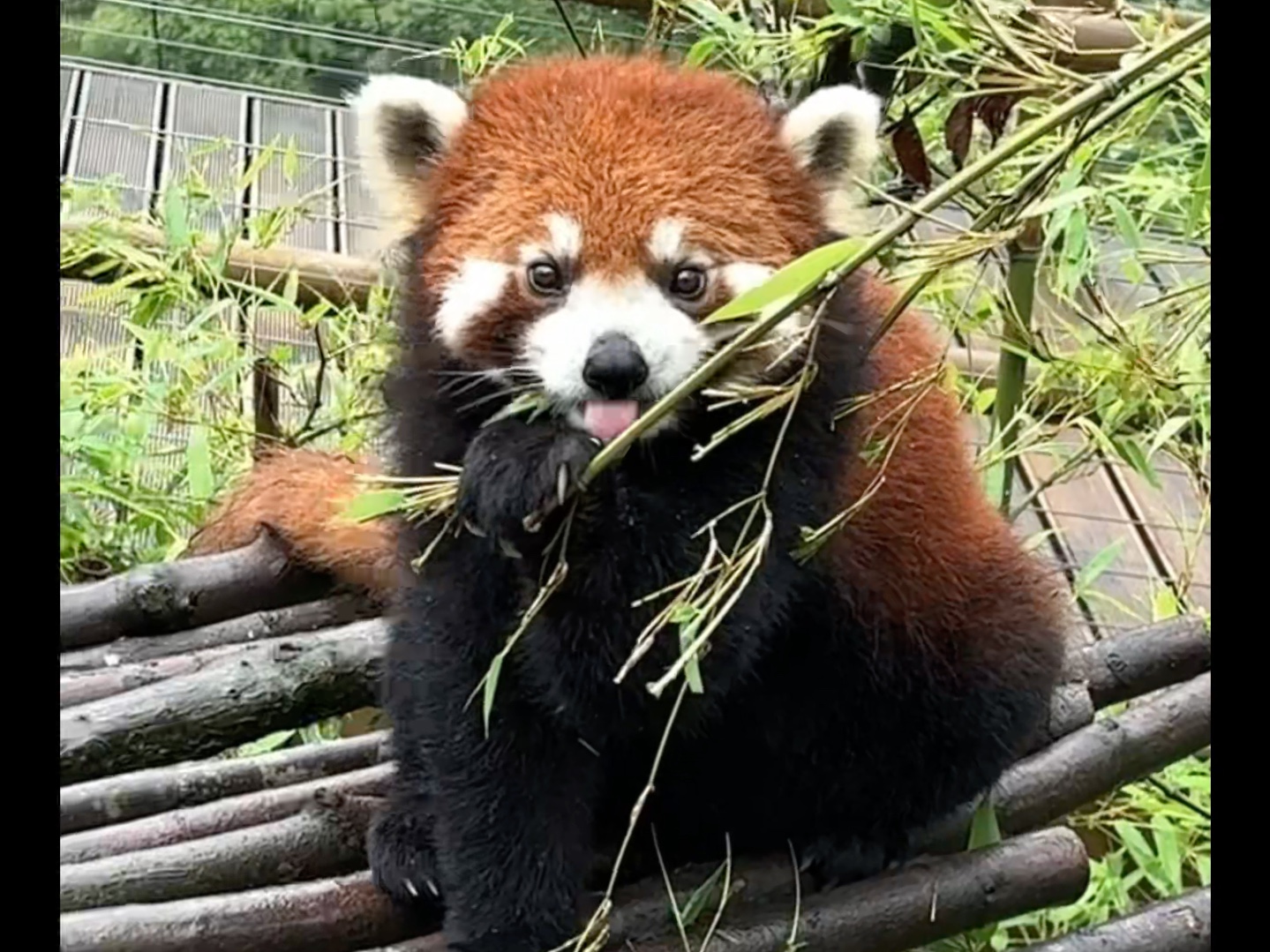 她吃饭看着ee她心里有ee!【成都小熊猫】