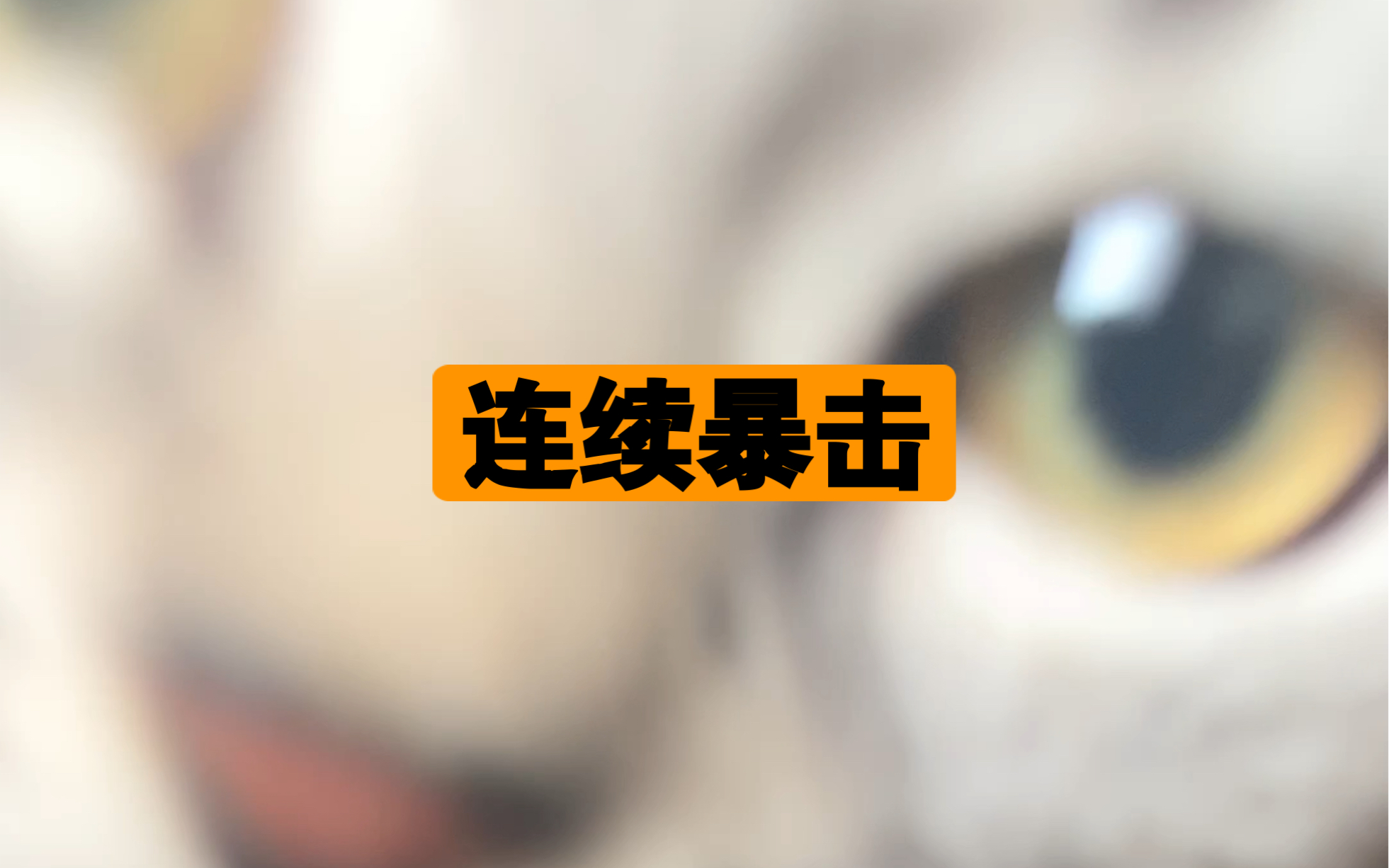 一身反骨猫咪仔发动连续暴击冲撞,禁止拍摄