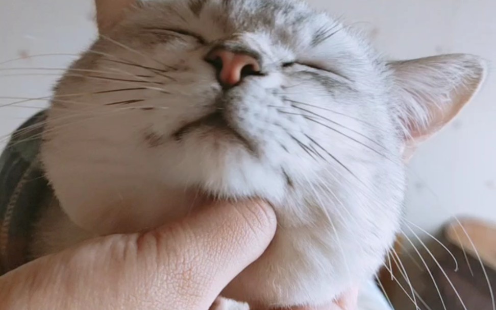 猫 你当是揉面团呀?