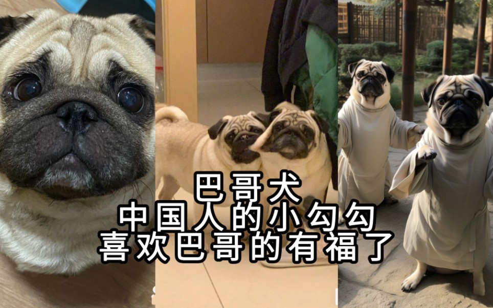 八哥犬:更适合中国人体质的小狗狗 可爱合集哔哩哔哩bilibili