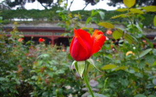 《本草正文》中道:“玫瑰花,清而不浊,和而不猛,柔肝醒胃,疏气活血,宣通窒滞而绝无辛温刚燥之弊,断推气分药之中,最有捷效而最驯良,芳香诸...