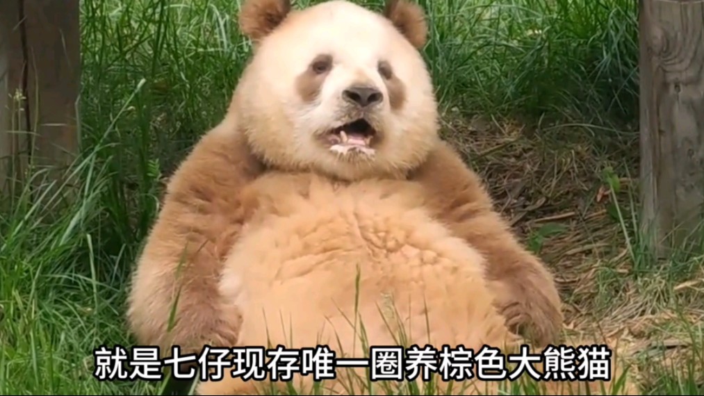 有800个心眼子 #熊猫 #七仔 #熊猫七仔 #棕色大熊猫 #野生动物