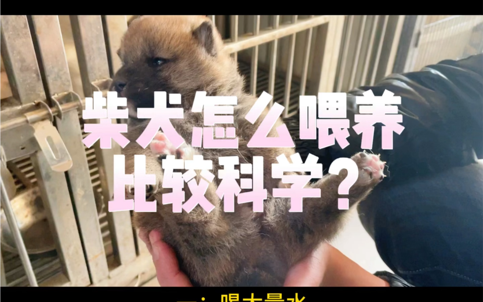 柴犬怎么喂养比较科学?哔哩哔哩bilibili