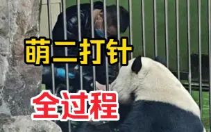 Descargar video: 萌二打针全过程：事前徐姥爷面面安抚；事中萌二配合；事后感觉到疼后知后觉，萌二有情绪躲远，姥爷和海妈安抚