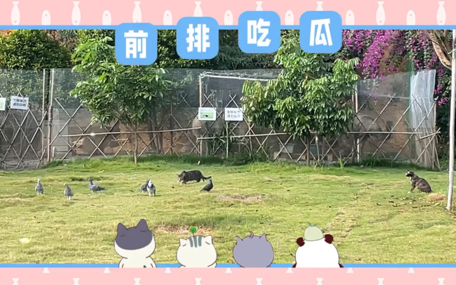 来看看小猫猫扑食记哔哩哔哩bilibili