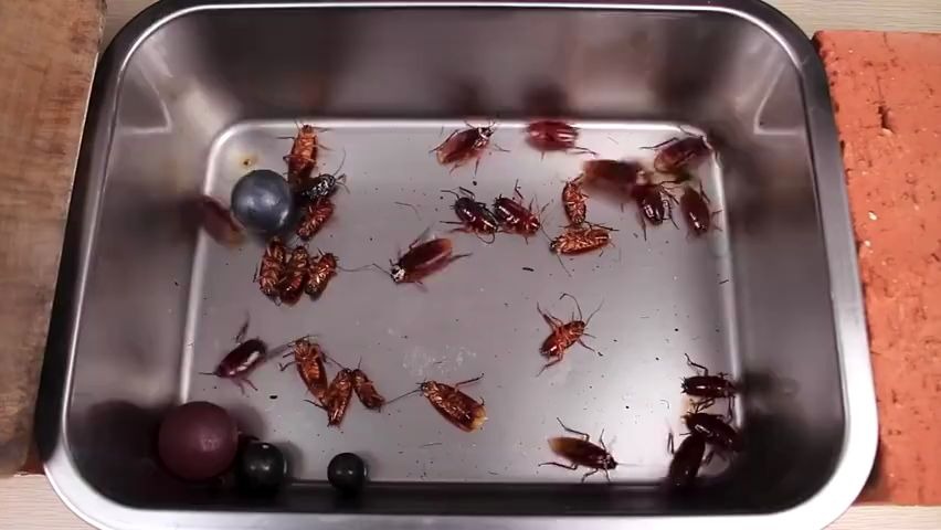 【不死小强】把烧至1000度的铁球丢进蟑螂堆会怎么样?高能!