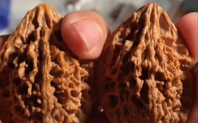 文玩核桃 野生鸭嘴兽 原生态果 纹路漂亮