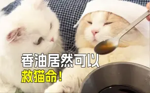 Download Video: 猫咪养护秘籍：三个土方法让猫咪健康又省钱