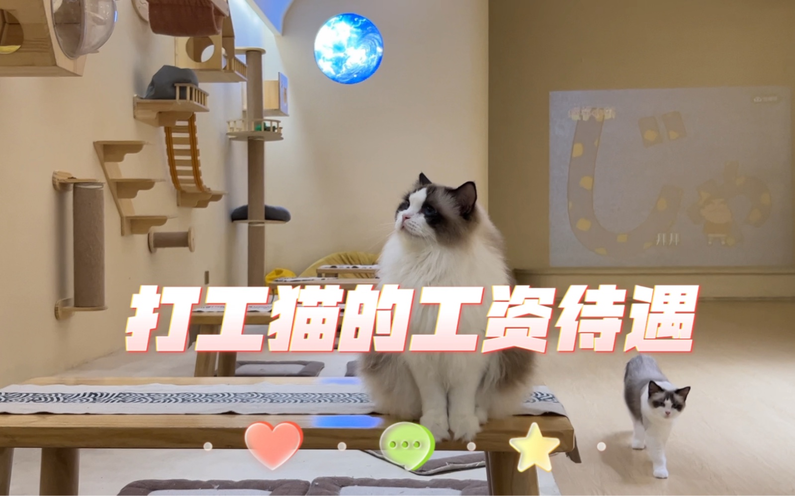 猫咖的打工猫工资多少?哔哩哔哩bilibili