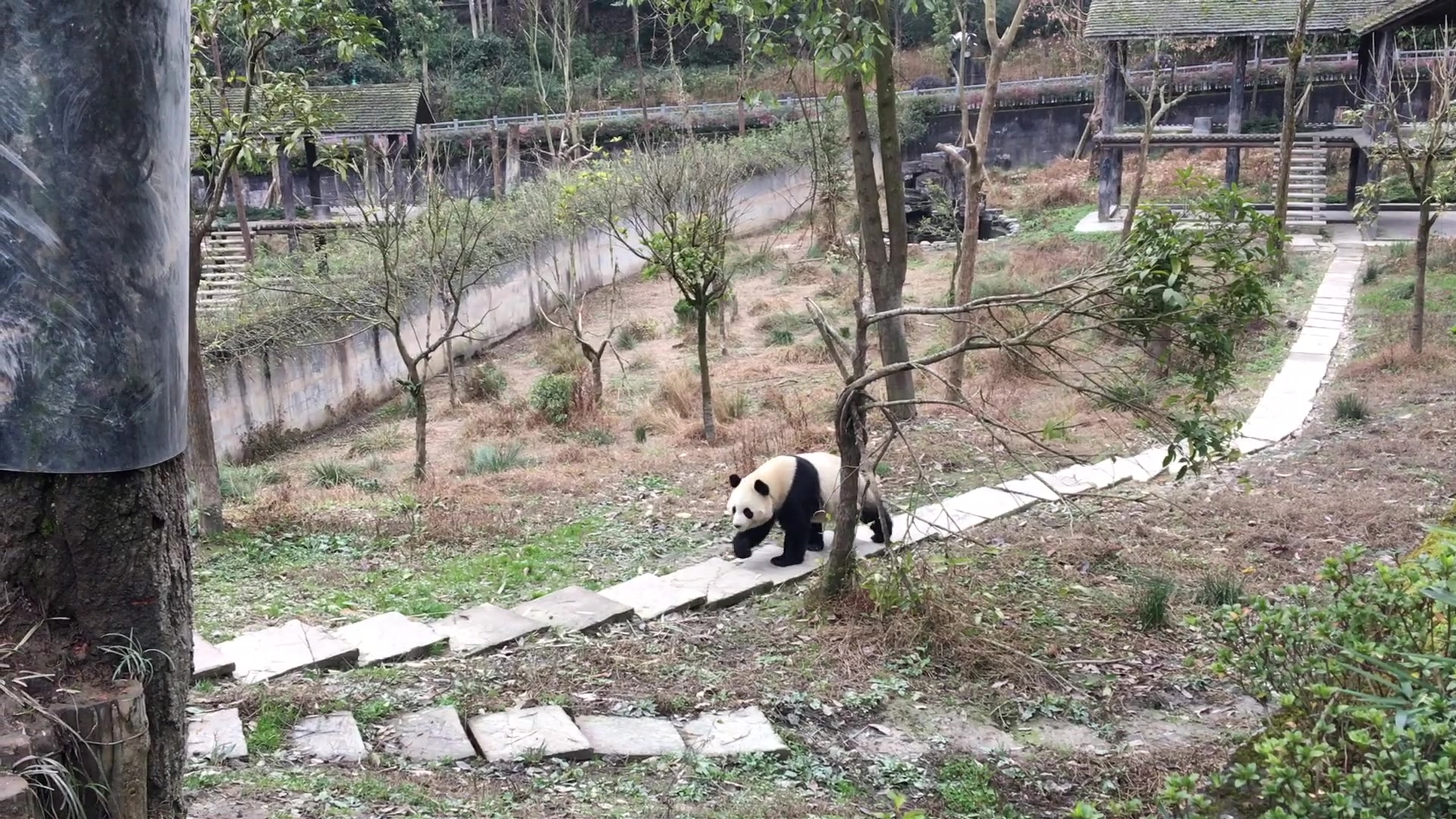 [图]The rise of GIant Panda 熊猫崛起