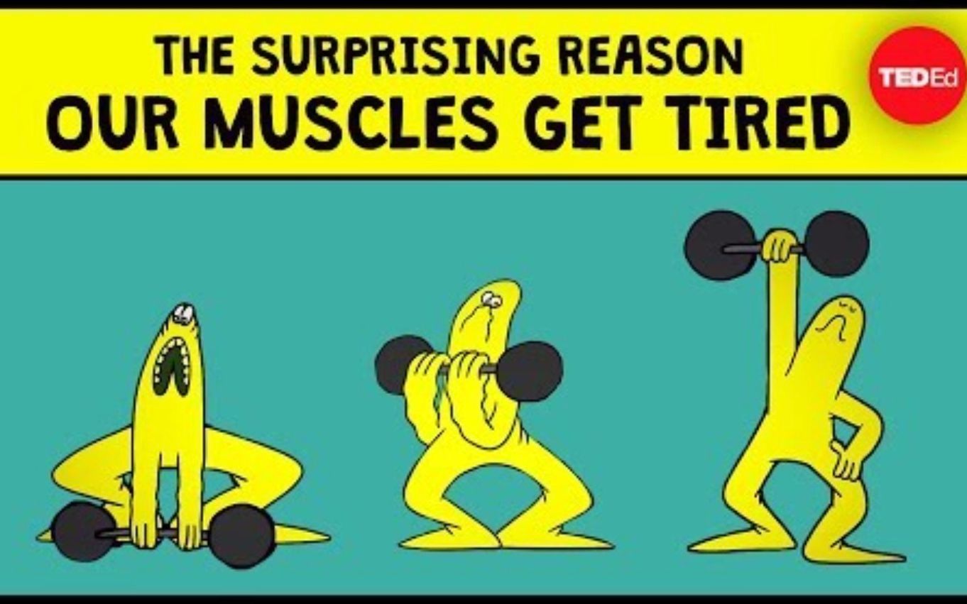 teded为什么我们的肌肉会疲劳thesurprisingreasonourmusclesgettired