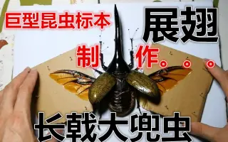 甲虫昆虫标本制作 搜索结果 哔哩哔哩 Bilibili