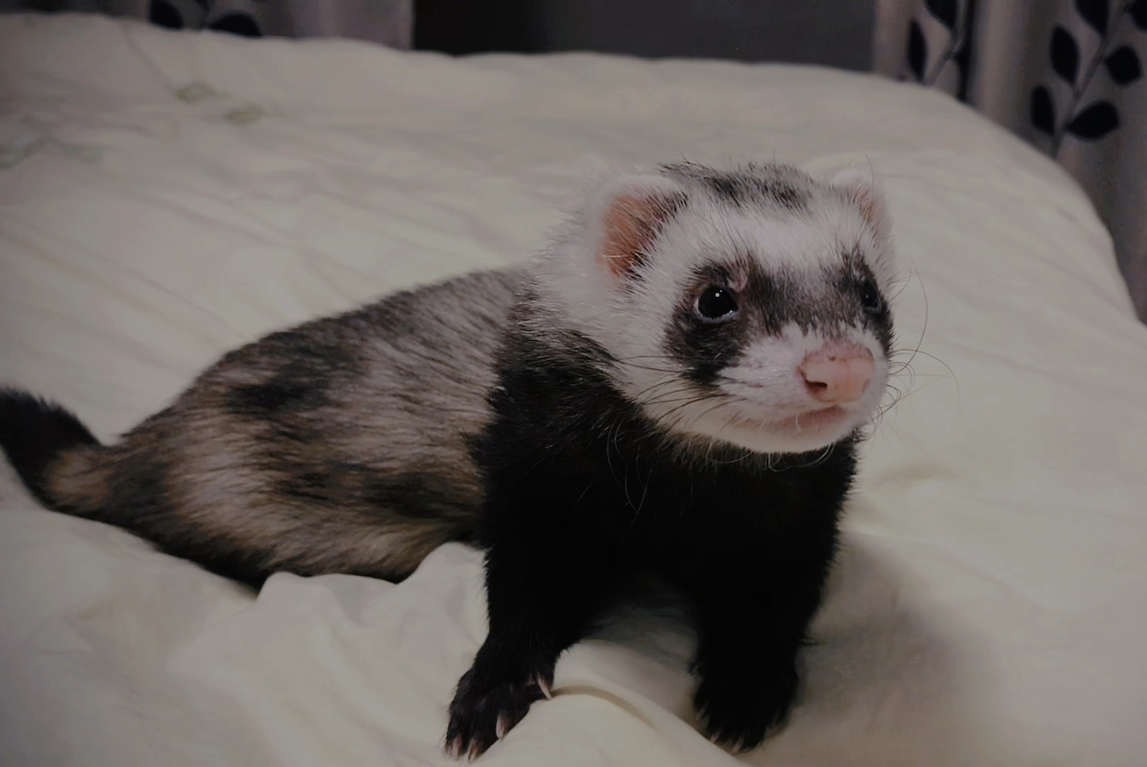 貂貂刚刚回貂星啦 谢谢你陪我经历这六年多的时光