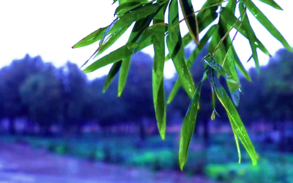 情醉江南雨凉月简谱图片