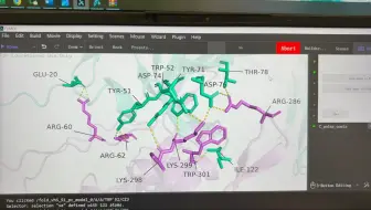 pyMOL可视化Alphafold预测后的蛋白质互作结果