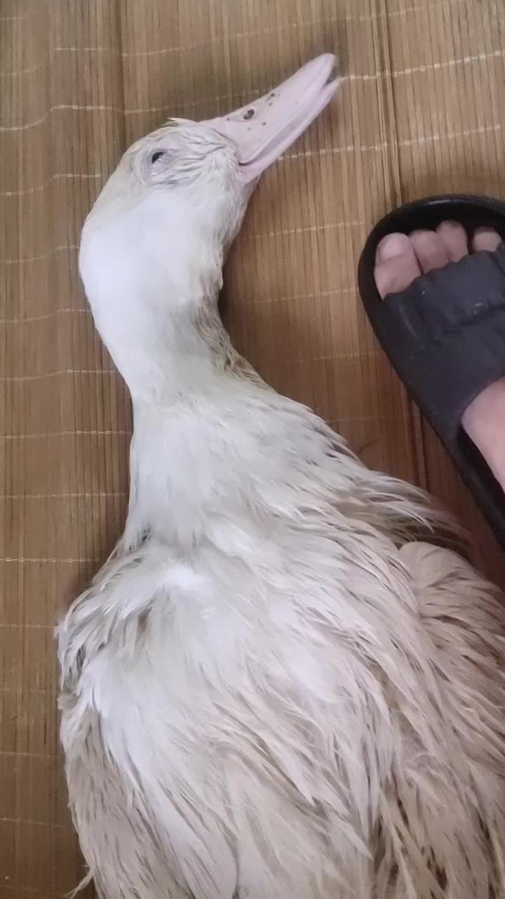 美女鸭子躺下睡觉!【可爱】