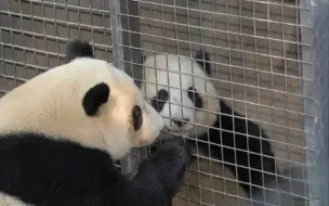 Tải video: 【广州长隆：不遭人妒是庸才】长隆野生的财力+饲养水平，当属内地第一。单说熊猫：一是壕。512地震后，长隆雪中送炭，向熊猫中心捐款1千万。容纳8只团子在他家避难。