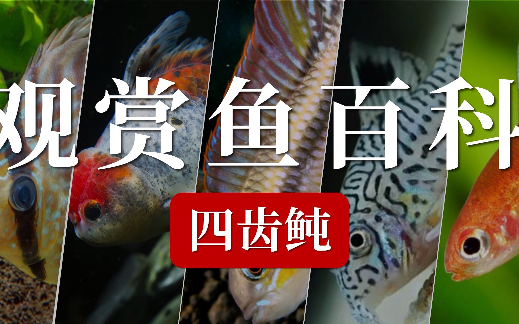 四齿鲀:长相呆萌实际凶悍的鱼种