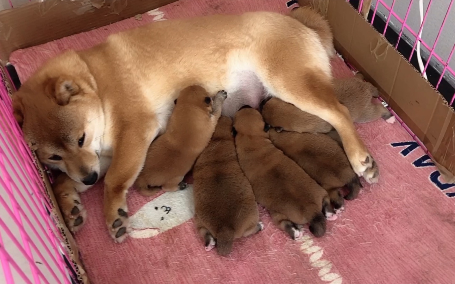 出生8天的小柴犬,狗妈精心照顾累的10分钟都不动一下,母性十足