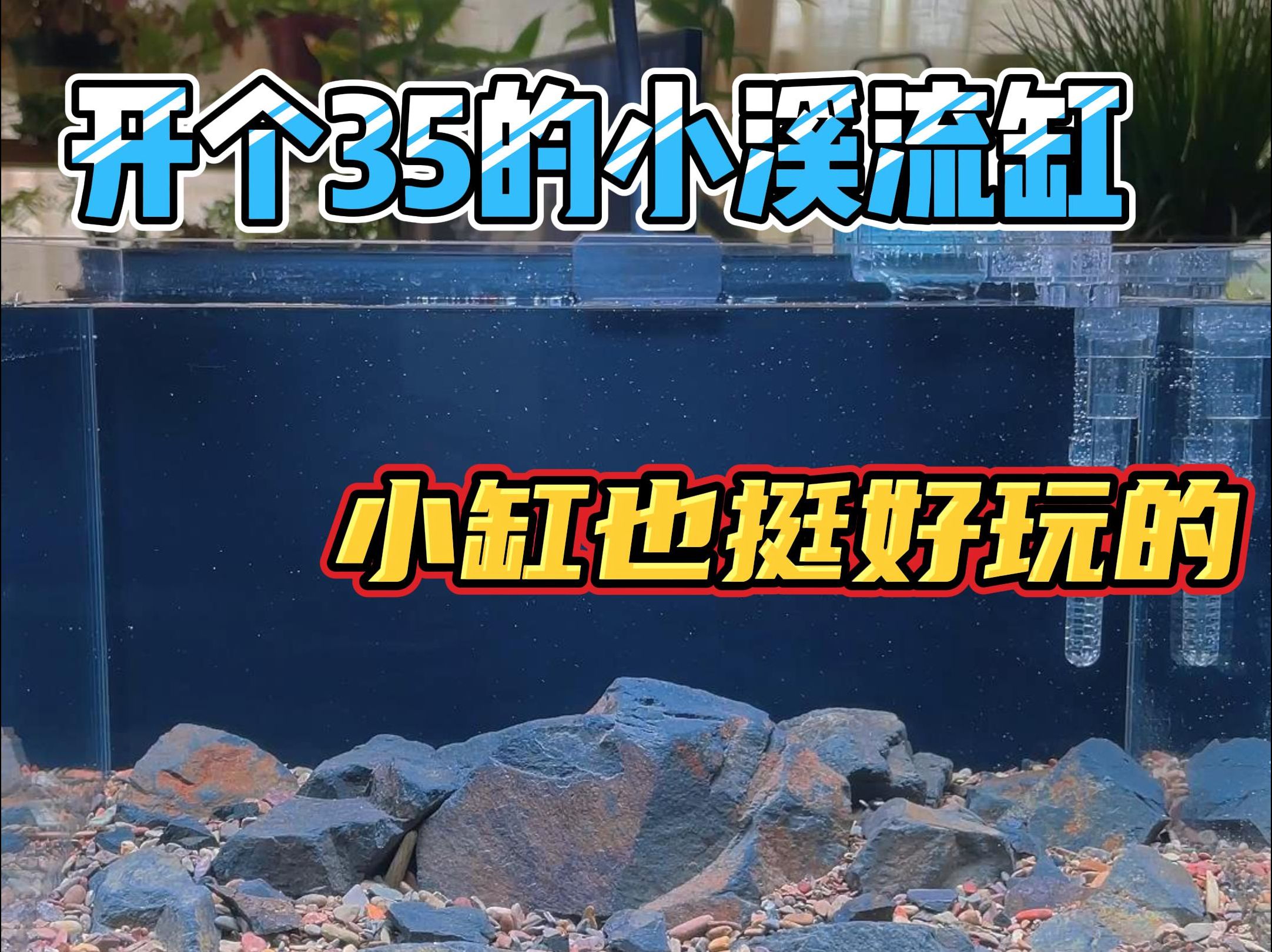 谁说只有大缸才能叫溪流缸?这不开一个精致的小溪流缸,快看看是不是你喜欢的风格!哔哩哔哩bilibili