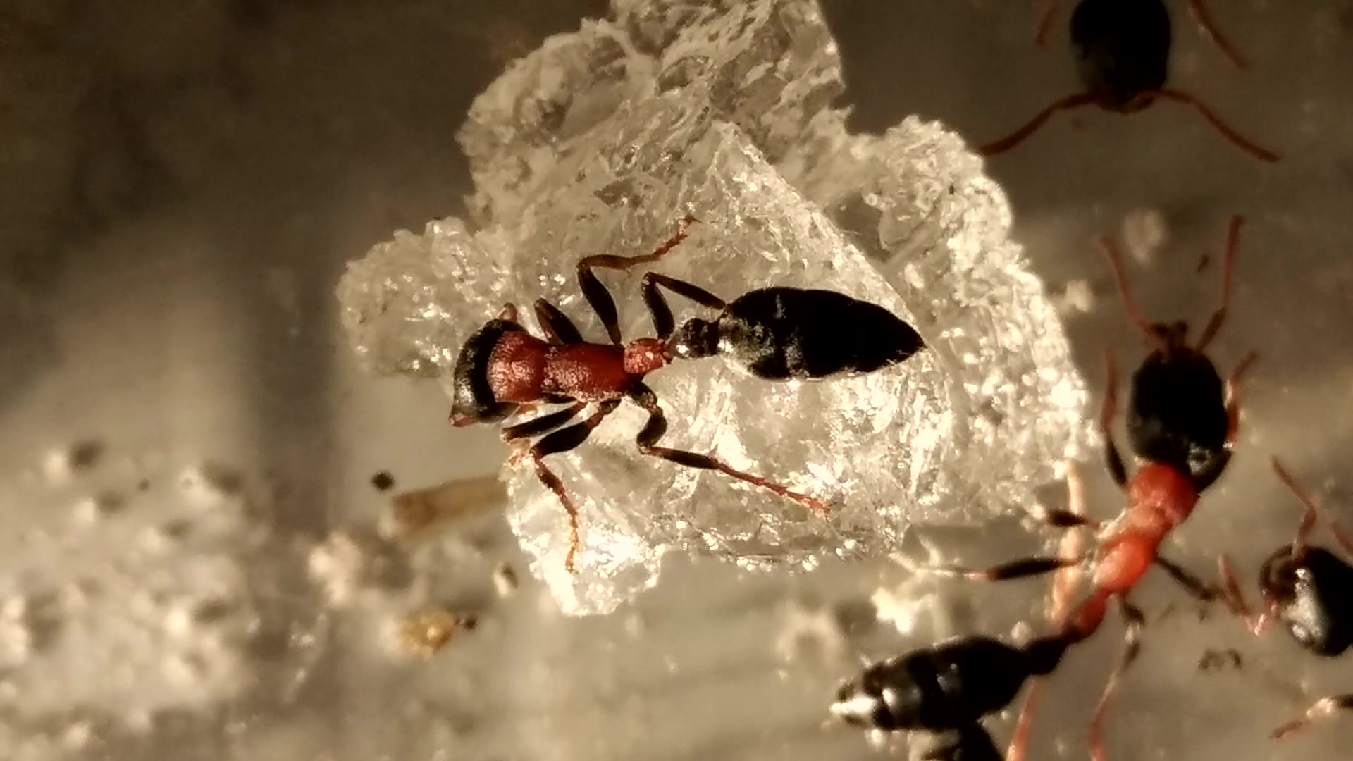 阳光下的红黑细长蚁