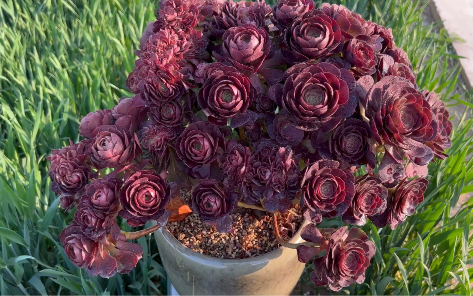 万圣节法师朵朵缀