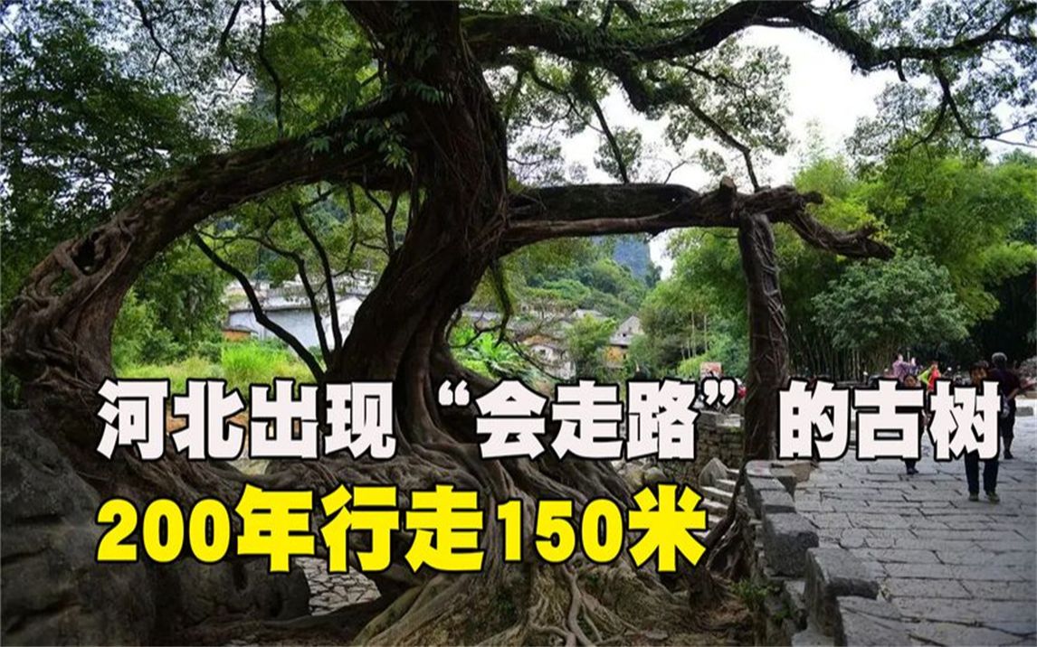 [图]河北一村庄出现“会走路”的古树，200年挪动15米，专家来了也懵