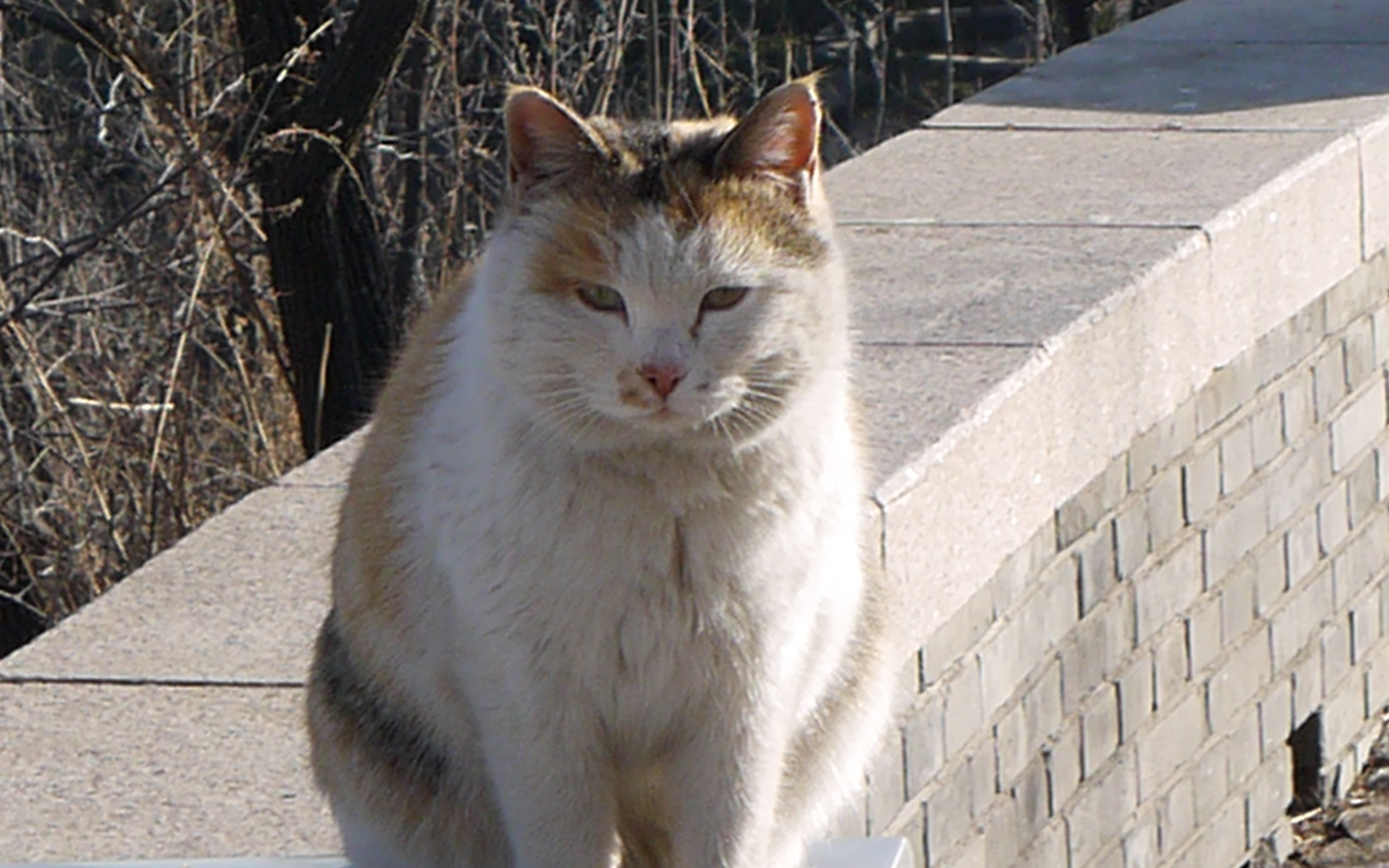 长城の猫_哔哩哔哩 (゜-゜)つロ 干杯~-bilibili