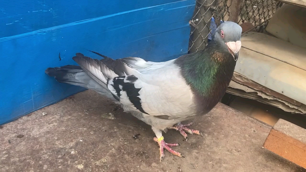 西班牙罗马巨人鸽 仑替鸽子 鸾鸽