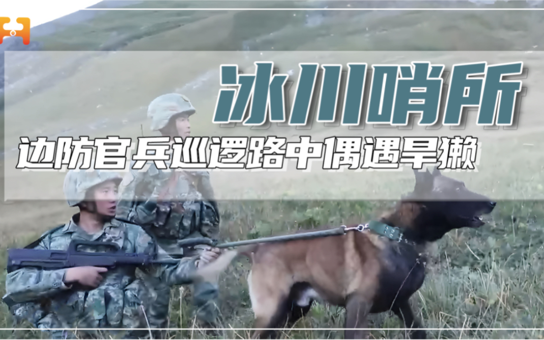 [图]军犬狂吠不止！边防官兵在巡逻途中，偶遇旱獭！